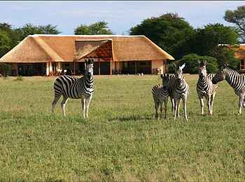 Nxai Pan Camp: Zebras vor dem Camp