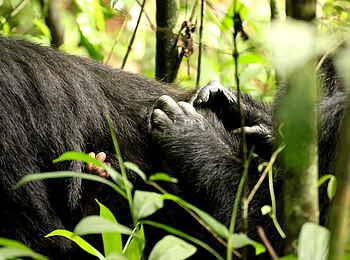 Papaya Lake Lodge: Junge Schimpansenhand