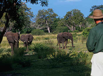 Sand Rivers Selous: Elefanten hautnah