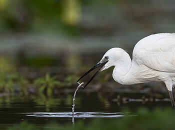 Sanguni Safari Lodge: Ein Reiher bei der Futtersuche
