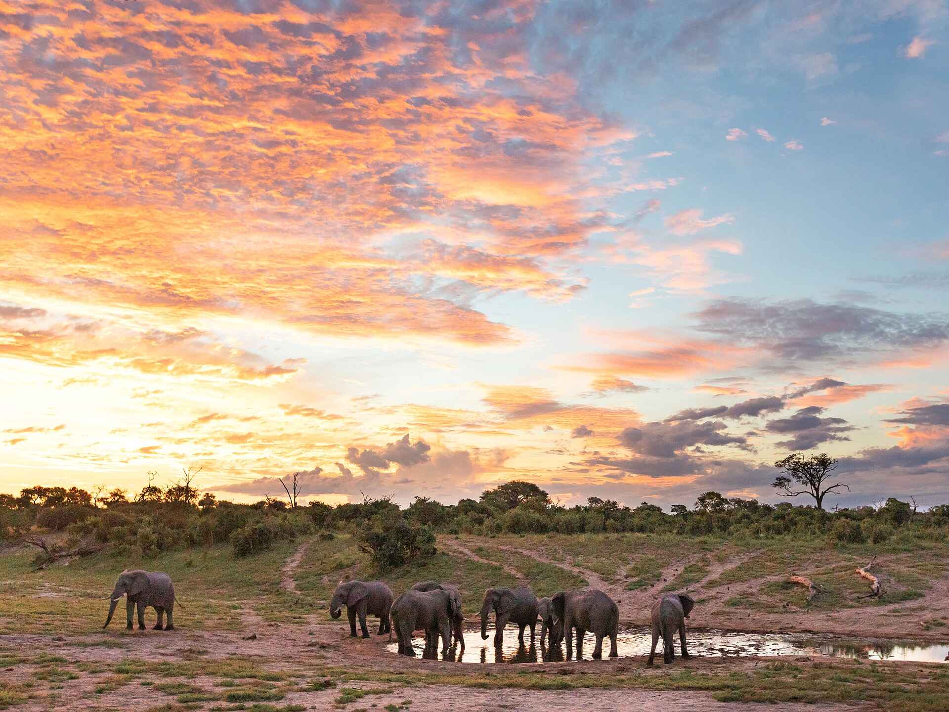 Savute Safari Lodge: Elefanten am Wasserloch