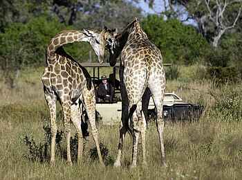 Savuti Camp: Giraffen