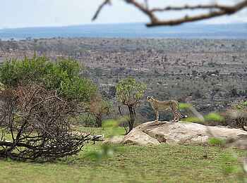 Serian Serengeti North: Gepard Serian Serengeti North: Gepard