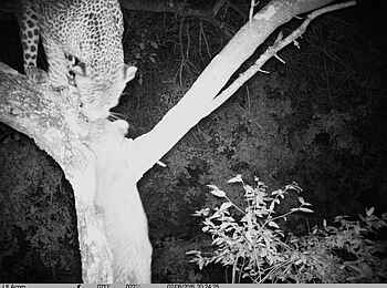 Serian's Serengeti South Camp: Leopard