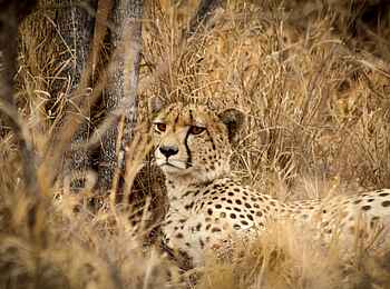 Simbavati Waterside Lodge: Ein Gepard im hohen Gras Simbavati Waterside Lodge: Ein Gepard im hohen Gras