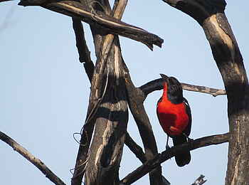 Somalisa Expeditions Camp: Vogelbeobachtungen
