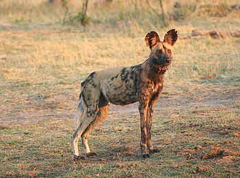 The Hide: Wildhund The Hide: Wildhund