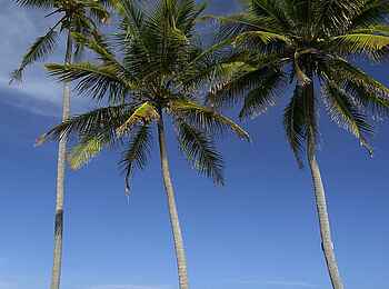 The Palms Zanzibar: Der Strand mit Palmen The Palms Zanzibar: Der Strand mit Palmen