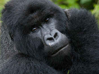 Volcanoes Bwindi Lodge: Ein mächtiges Gorillamännchen