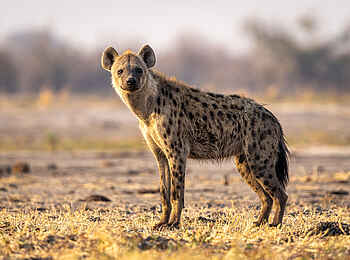 Wilderness Mokete Camp: Tüpfelhyäne
