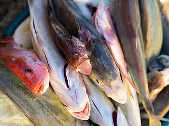 Bahia Mar Boutique Hotel: Frischer Fisch Bahia Mar Boutique Hotel: Frischer Fisch