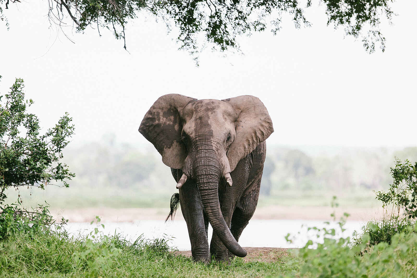 Chilo Ivory Trail Adventure: Alter Elefant am Runde River Chilo Ivory Trail Adventure: Alter Elefant am Runde River