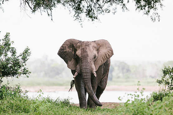 Chilo Ivory Trail Adventure: Alter Elefant am Runde River Chilo Ivory Trail Adventure: Alter Elefant am Runde River