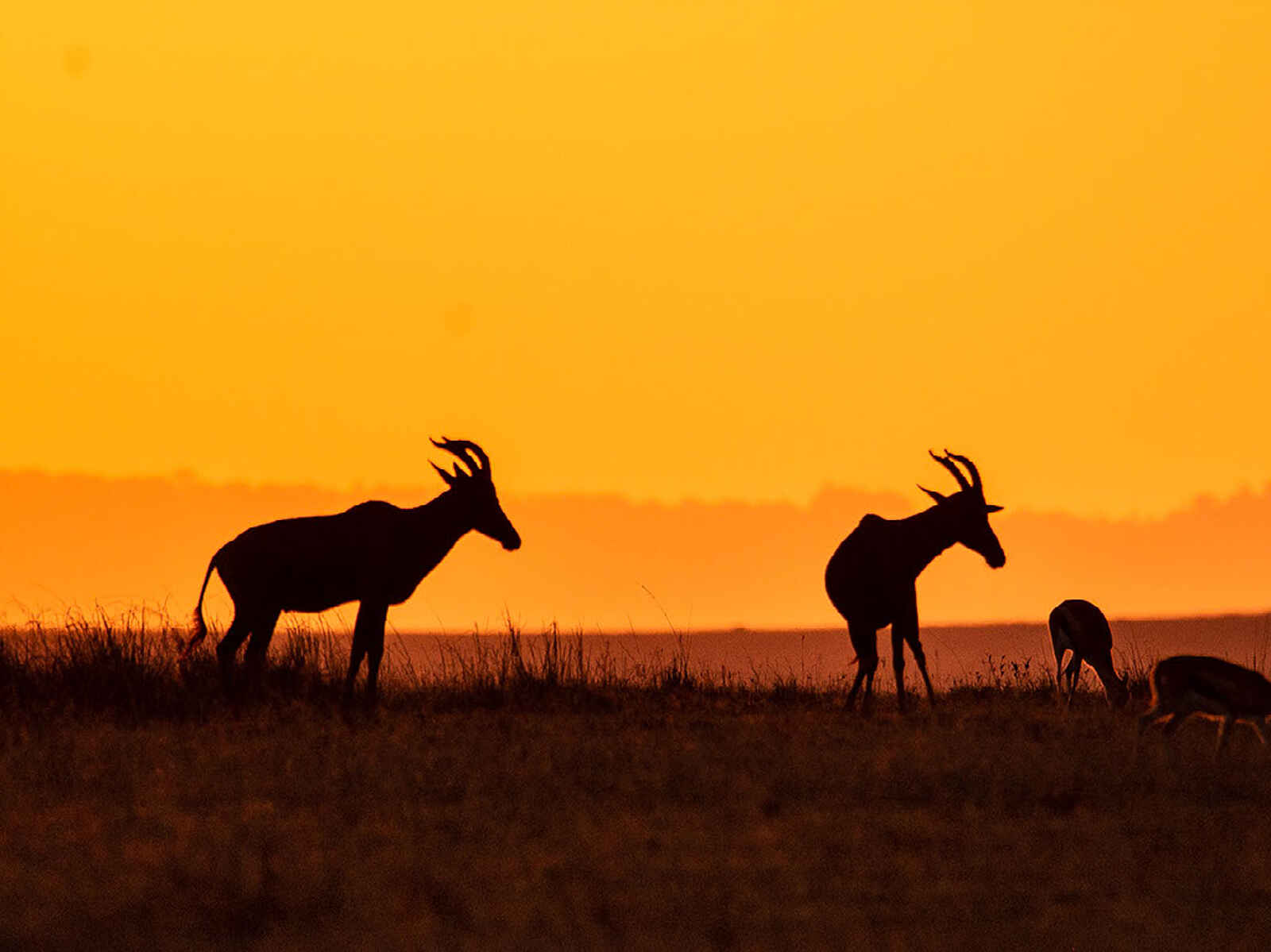 Entim Masai Mara: Topis im Abendlicht Entim Masai Mara: Topis im Abendlicht
