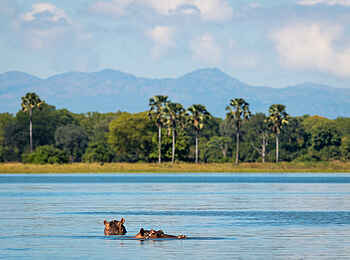 Kuthengo Camp: Nilpferde Kuthengo Camp: Nilpferde