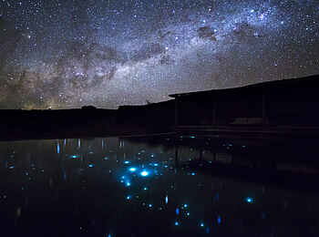 Mara Bushtops: Milchstraße