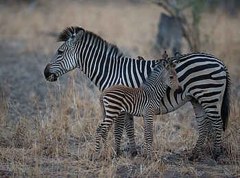 Nkonzi Bush Camp: Zebrafohlen Nkonzi Bush Camp: Zebrafohlen
