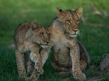 Ntemwa Busanga Bushcamp: Junge Löwinnen