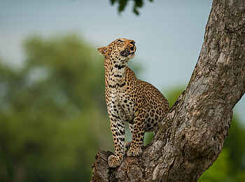 Ntemwa Busanga Bushcamp: Kletternder Leopard