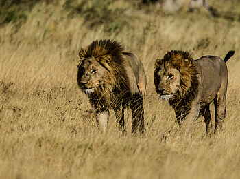 Selinda Camp: Löwen im Gras