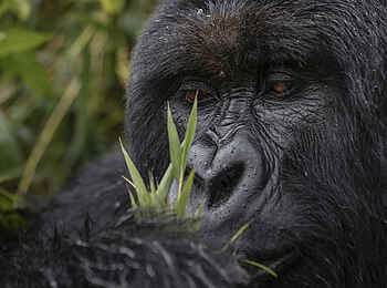 Singita Kwitonda Lodge: Fressender Gorilla Singita Kwitonda Lodge: Fressender Gorilla