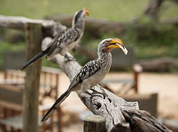 Somalisa Camp: Fütterung von zwei Vögeln Somalisa Camp: Fütterung von zwei Vögeln