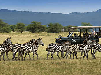 andBeyond Lake Manyara Tree Lodge: Pirschfahrt mit Zebra Sichtung