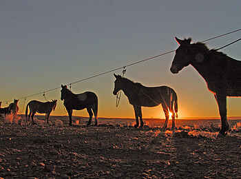 Canyon Mule Trekking: Maultiere am Nachtlager Canyon Mule Trekking: Maultiere am Nachtlager