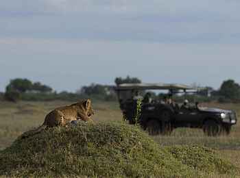 Duba Plains Camp: Game Drive