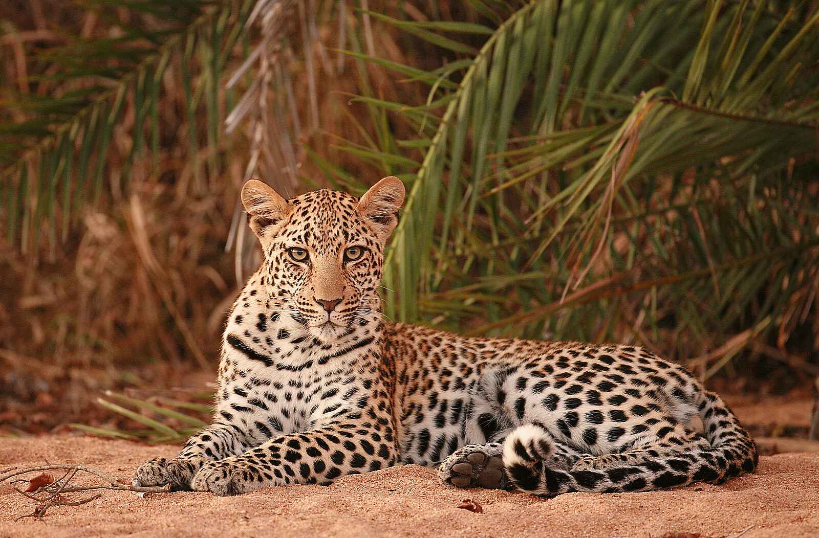 Dulini River Lodge: Leopard Dulini River Lodge: Leopard