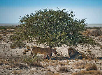 Etosha King Nehale: Ein Löwenpaar im Schatten eines Baums