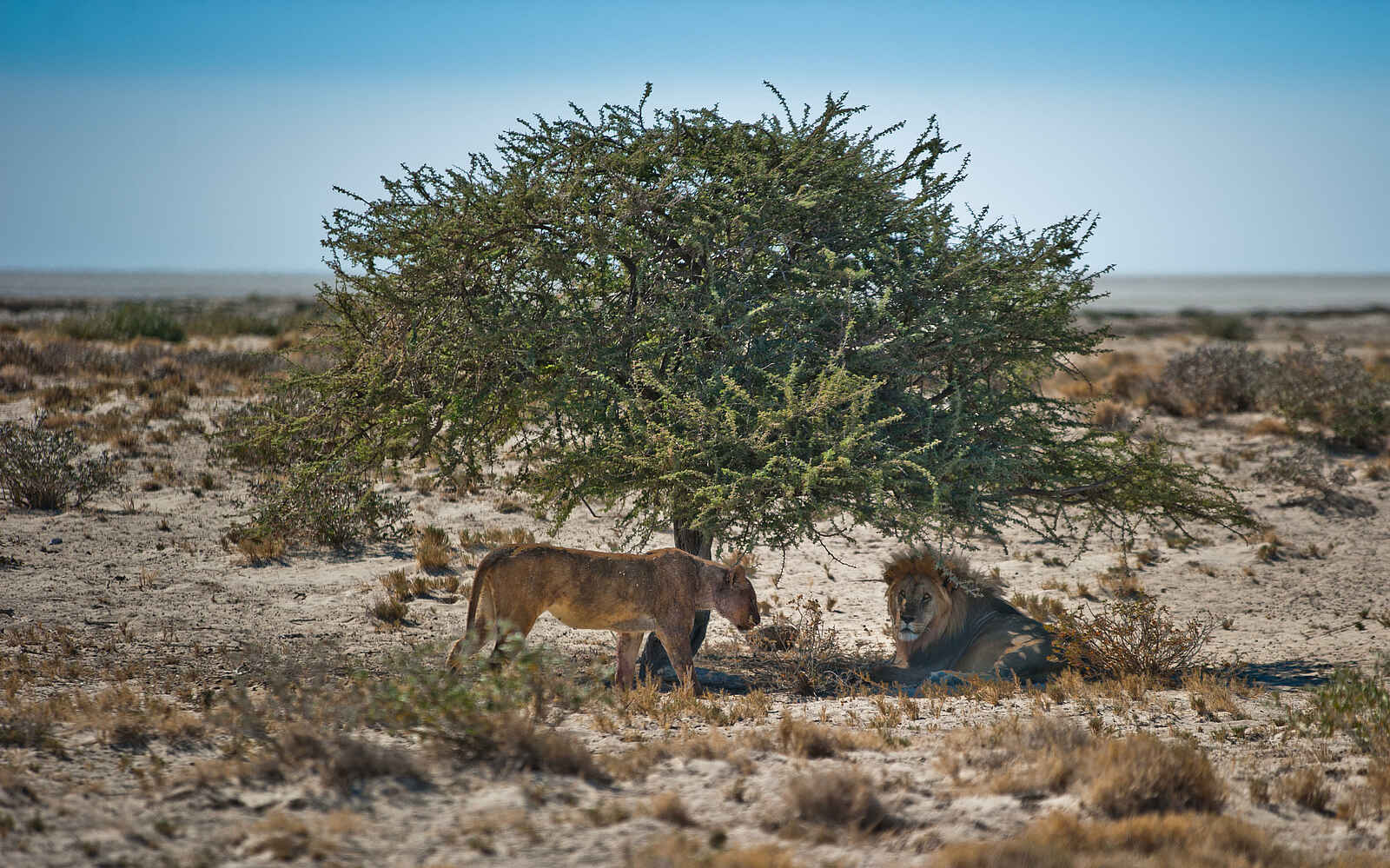 Etosha King Nehale: Ein Löwenpaar im Schatten eines Baums Etosha King Nehale: Ein Löwenpaar im Schatten eines Baums