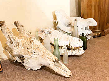 Hoanib Skeleton Coast Camp: Tierschädel Hoanib Skeleton Coast Camp: Tierschädel