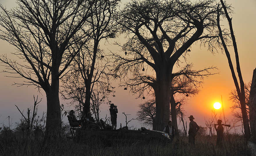 Kaingo Game Drive: Baobabs am Spätnachmittag Kaingo Game Drive: Baobabs am Spätnachmittag