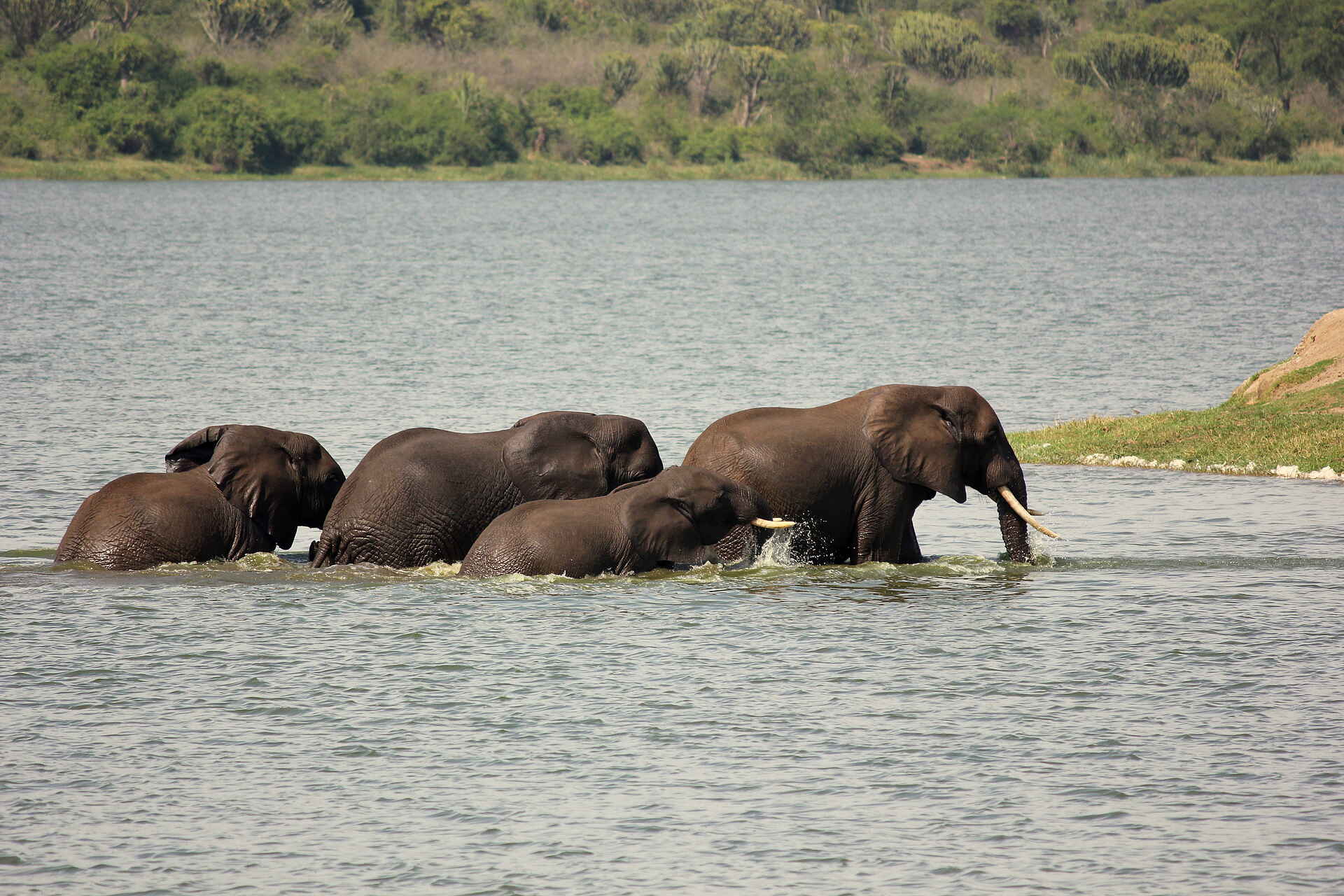 Kasenyi Safari Camp: Elefanten im Kazinga Channel