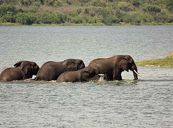 Kasenyi Safari Camp: Elefanten im Kazinga Channel