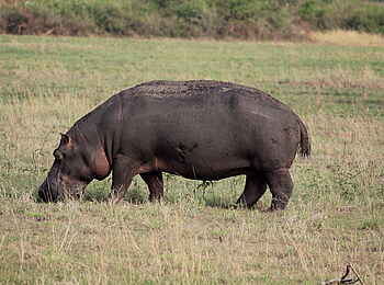 Kasenyi Safari Camp: Grasendes Nilpferd