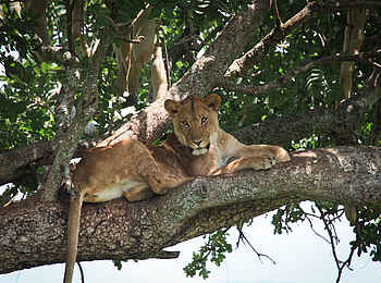 Kidepo National Park: Siesta im Baum