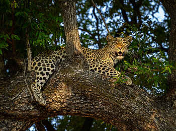 Kings Pool Camp: Leopard im Baum