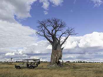 Kiri Camp: Pause an einem Baobab Baum Kiri Camp: Pause an einem Baobab Baum