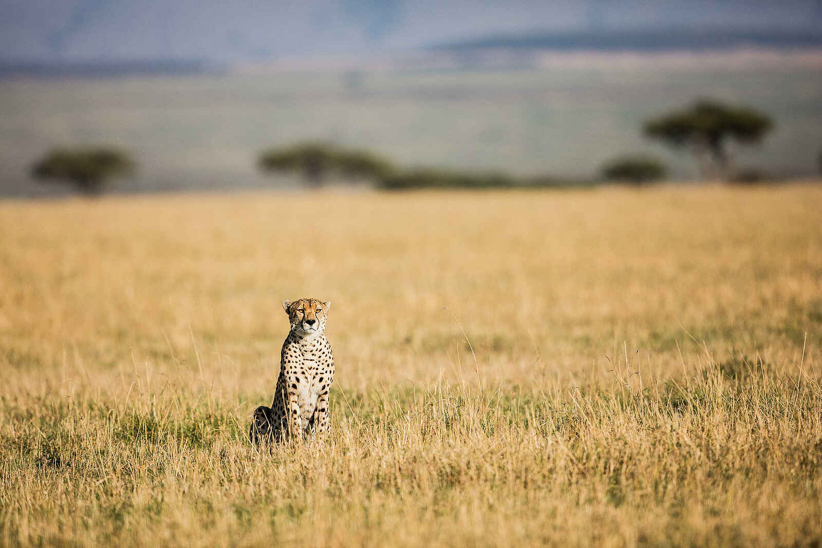 Legendary Nyasi Tented Camp: Gepard Legendary Nyasi Tented Camp: Gepard