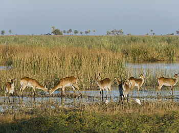 Linyanti Tented Camp: Lechwe Antilopen