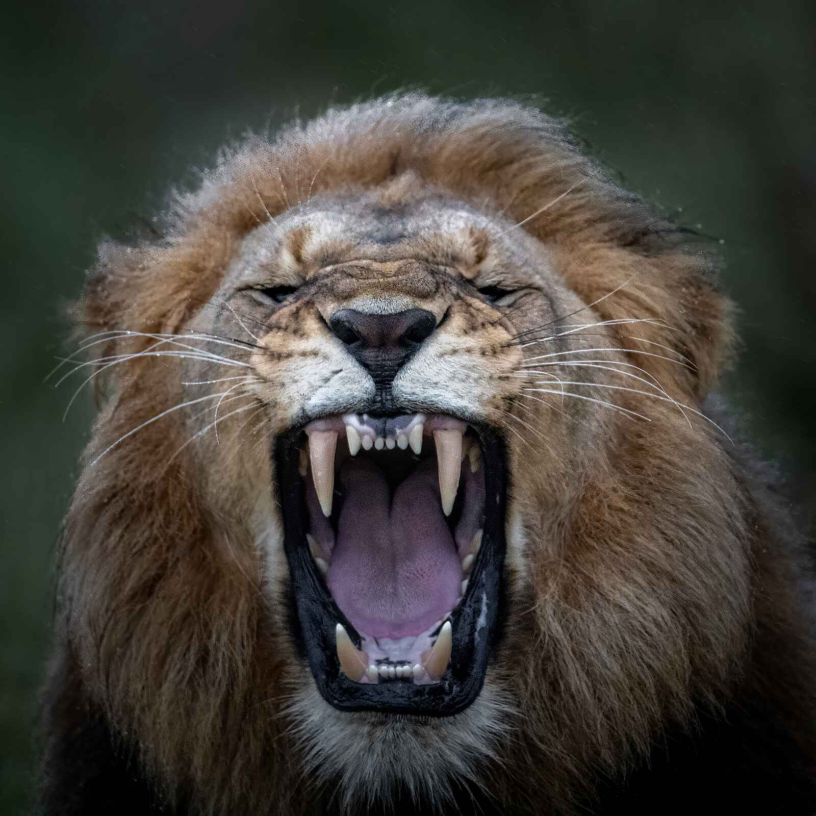 Madwaleni River Lodge: Löwe Madwaleni River Lodge: Löwe