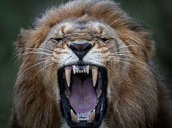 Madwaleni River Lodge: Löwe