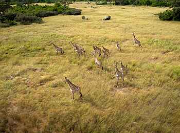 Mbamba: Eine Gruppe Giraffen Mbamba: Eine Gruppe Giraffen