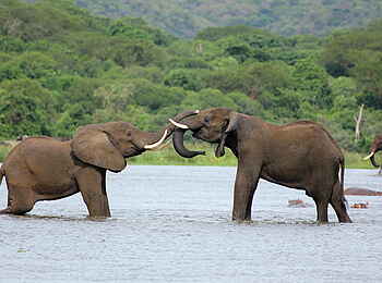 Murchison Falls National Park: Elefanten im Wasser Murchison Falls National Park: Elefanten im Wasser