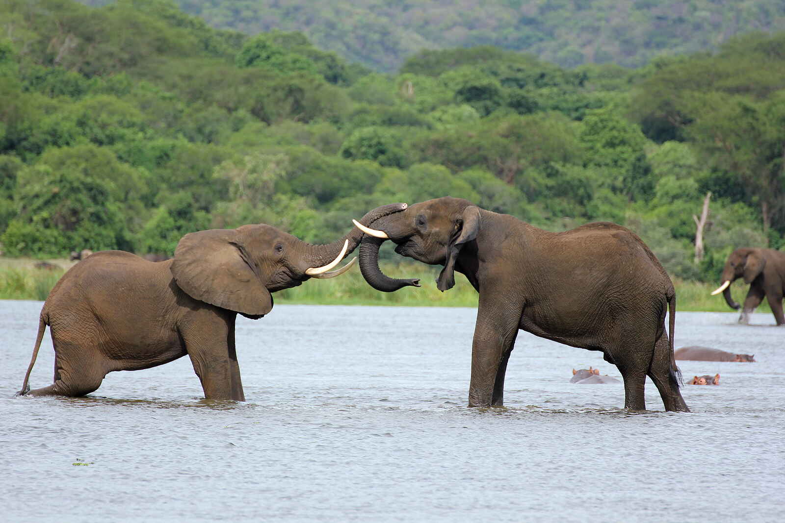 Murchison Falls National Park: Elefanten im Wasser Murchison Falls National Park: Elefanten im Wasser