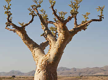 Okahirongo Elephant Lodge: Die Wüste lebt