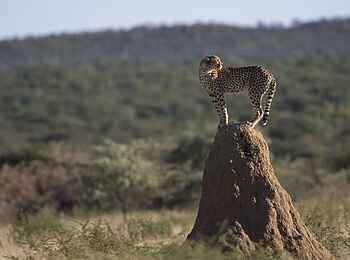 Okonjima Plains Camp: Gepard auf Termitenhügel Okonjima Plains Camp: Gepard auf Termitenhügel