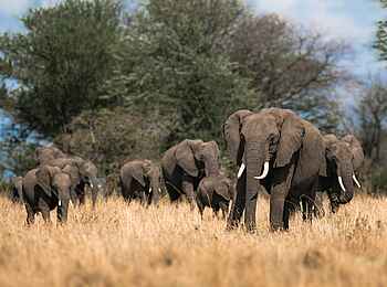 Ole Serai Luxury Camp - Kogatende: Elefantenherde Ole Serai Luxury Camp - Kogatende: Elefantenherde